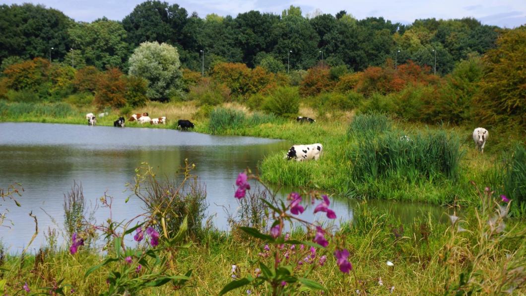 Koeien en bloemen aan de rand vaan een beek in Jufferswaard