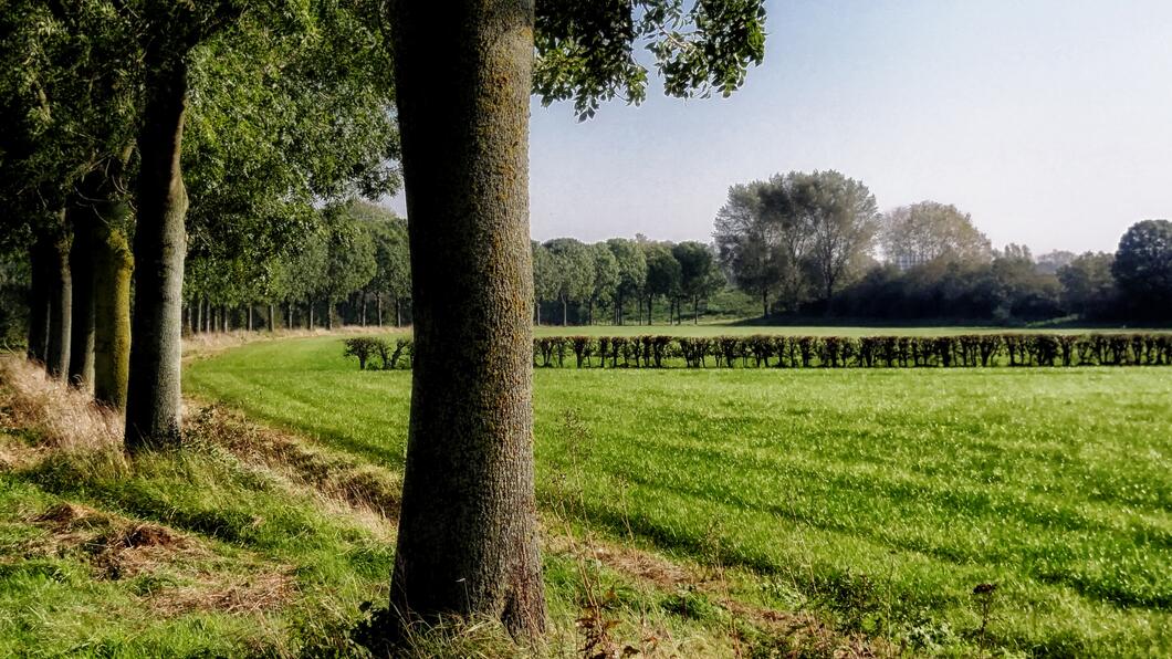 Een rij bomen langs weides met gras op een zonnige dag